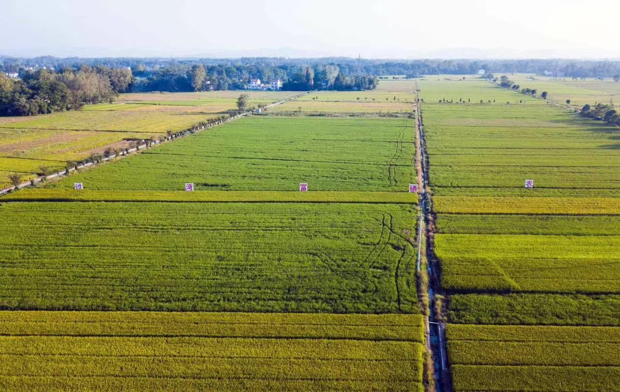 過灣富硒種植示范基地航拍圖